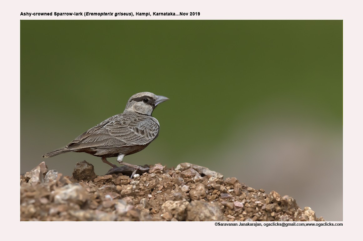 Ashy-crowned Sparrow-Lark - Saravanan Janakarajan