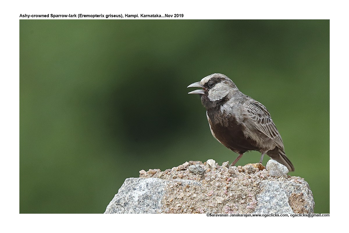 Ashy-crowned Sparrow-Lark - Saravanan Janakarajan
