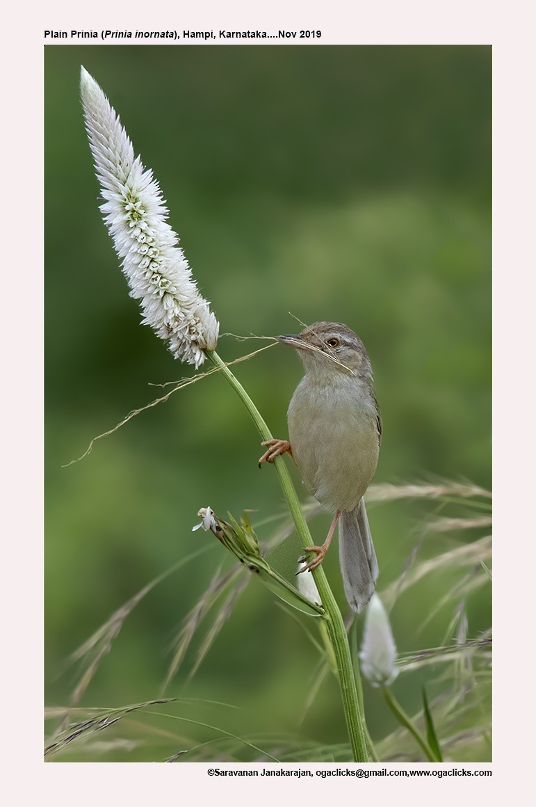 Ashy Prinia - Saravanan Janakarajan