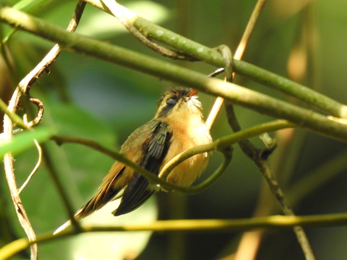 Серогорлый колибри-отшельник - ML617150771