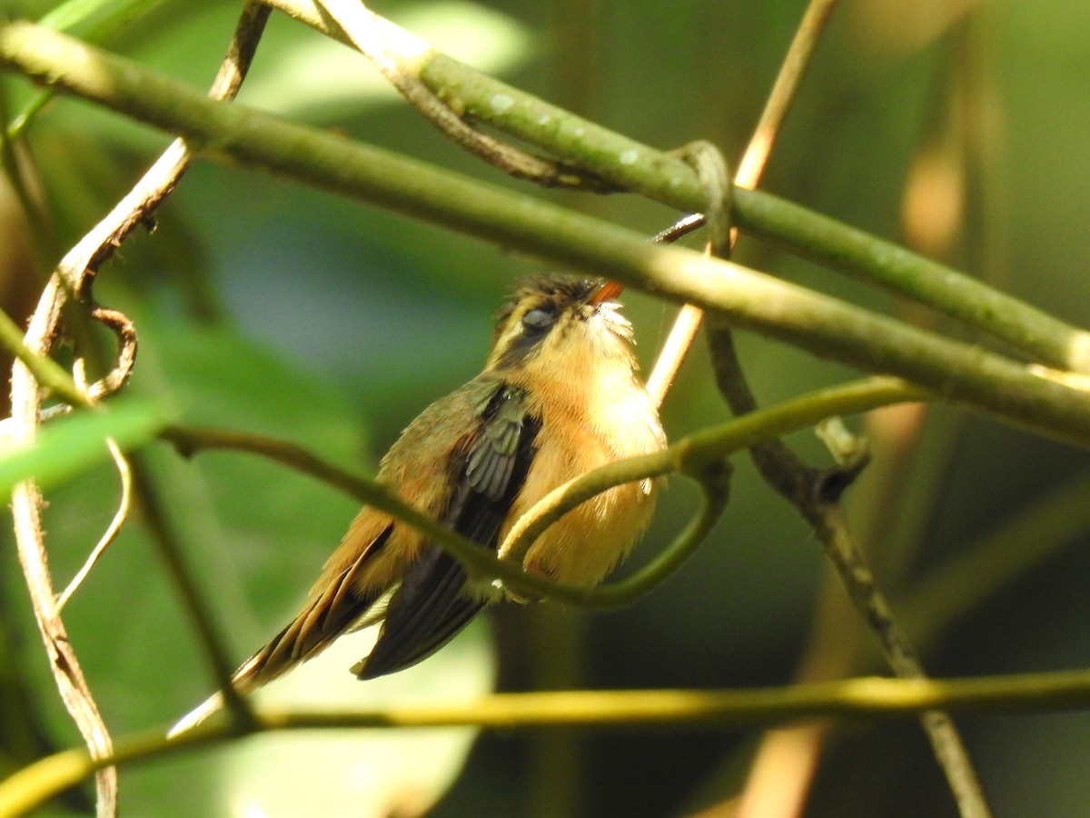 Gray-chinned Hermit - Justin Harris