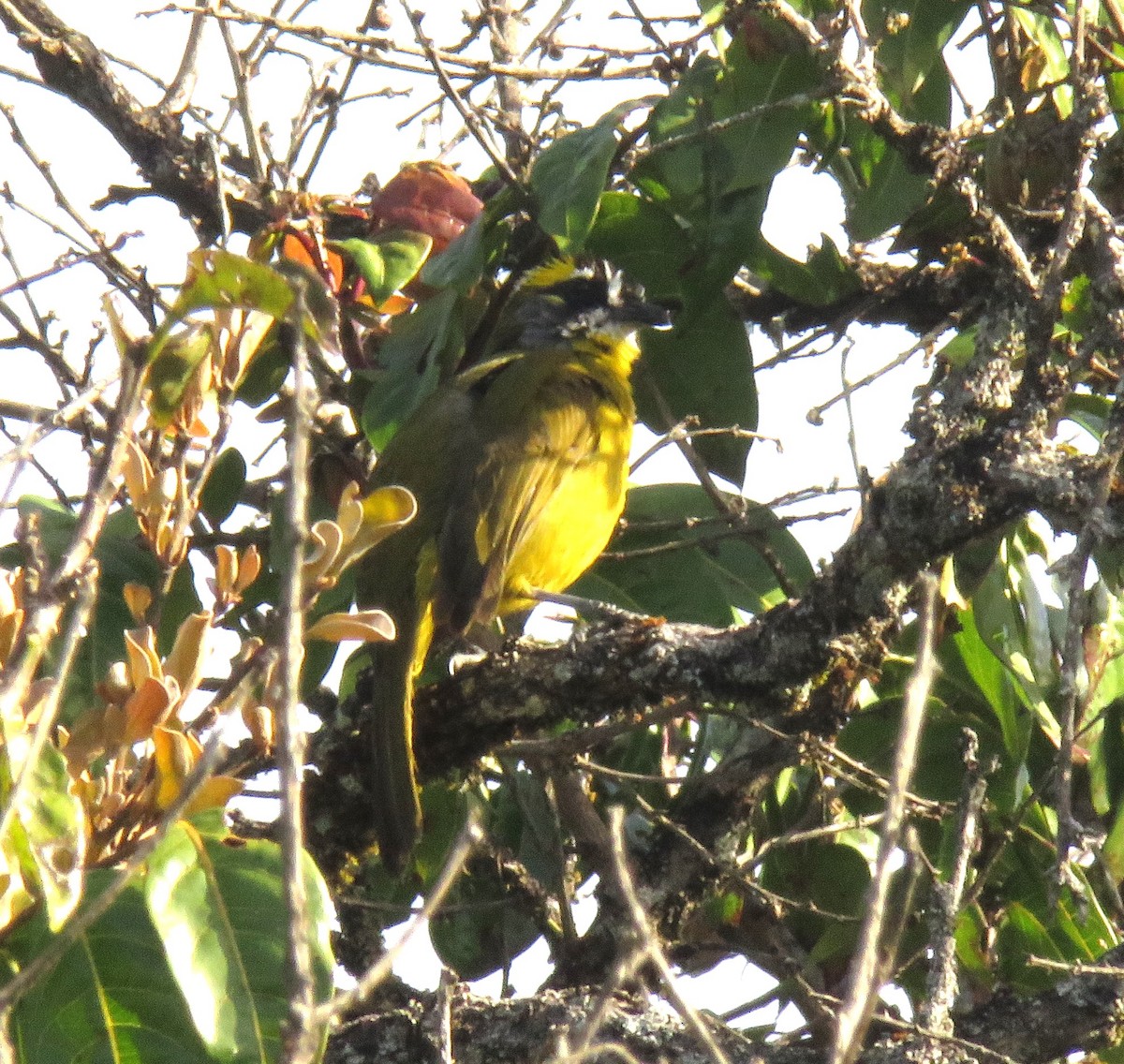 Yellow-eared Bulbul - ML617150773