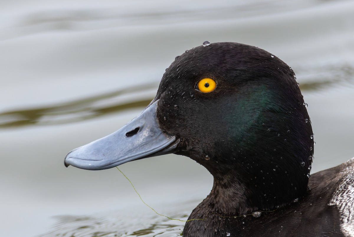 Lesser Scaup - ML617150779