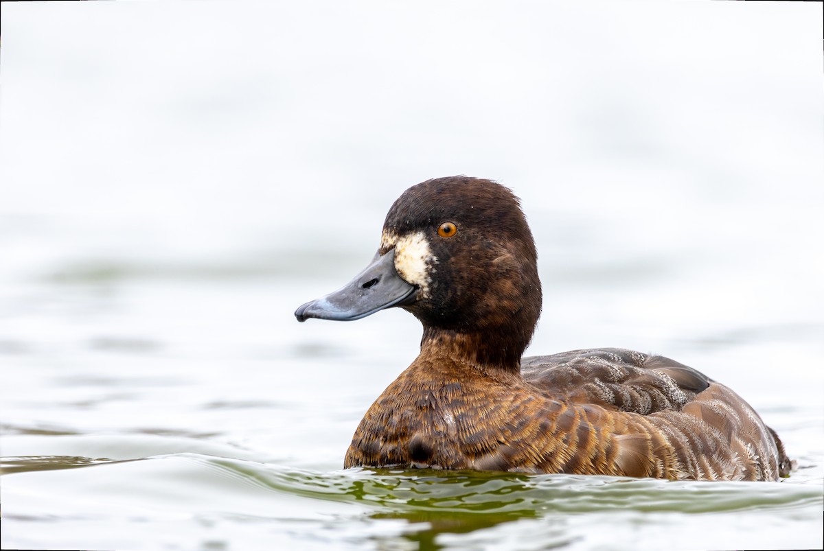 Lesser Scaup - Gavin McKinnon