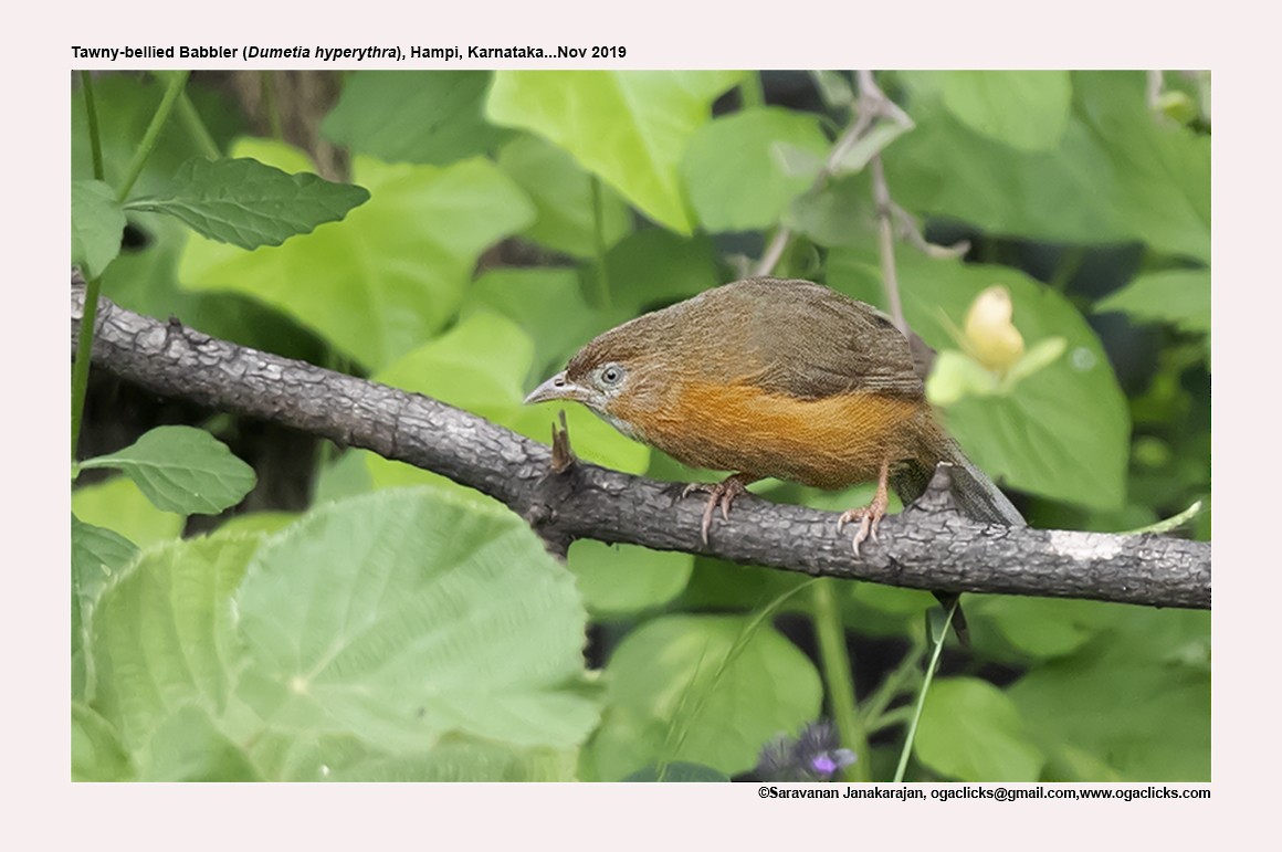 Tawny-bellied Babbler - Saravanan Janakarajan