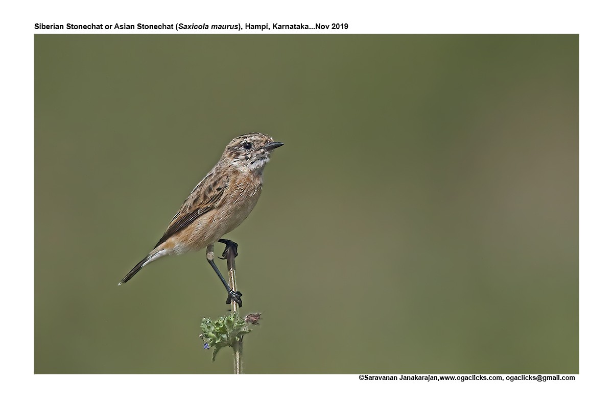 Siberian Stonechat - Saravanan Janakarajan