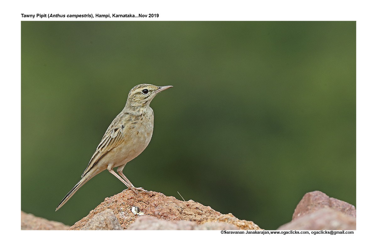 Tawny Pipit - Saravanan Janakarajan