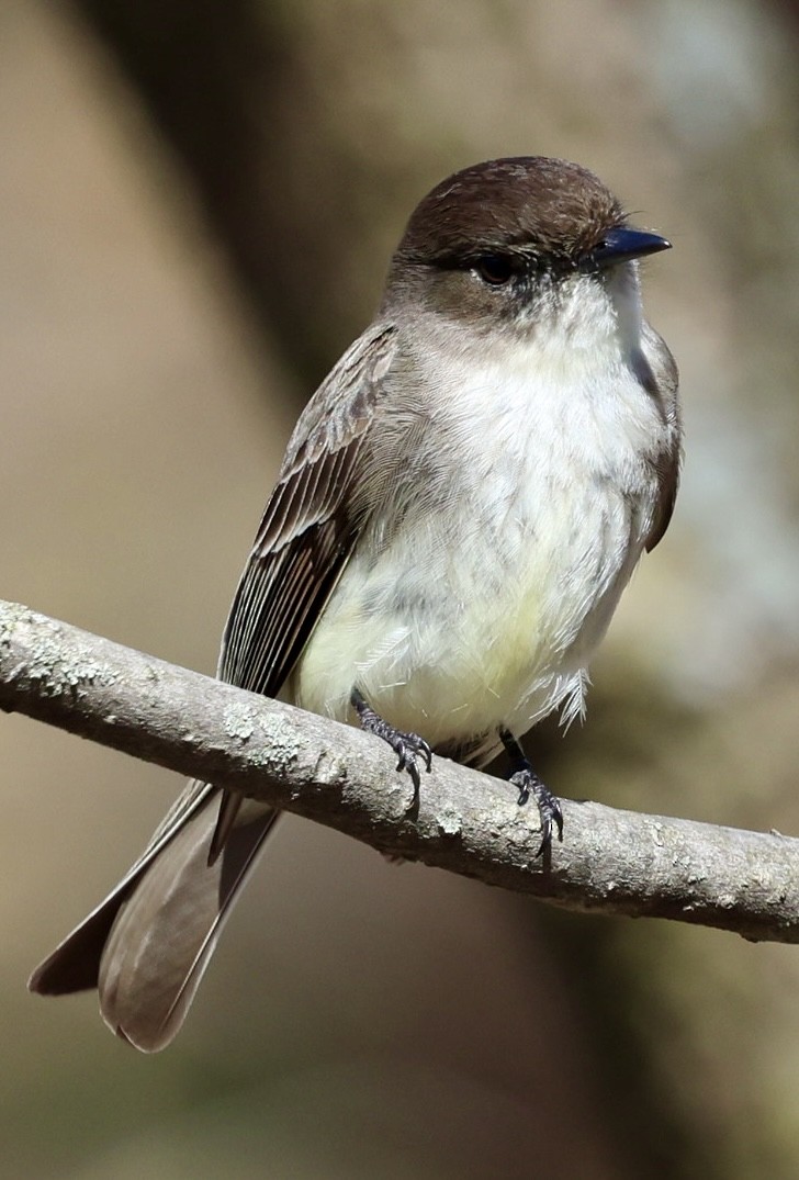 Eastern Phoebe - Eileen Rudden