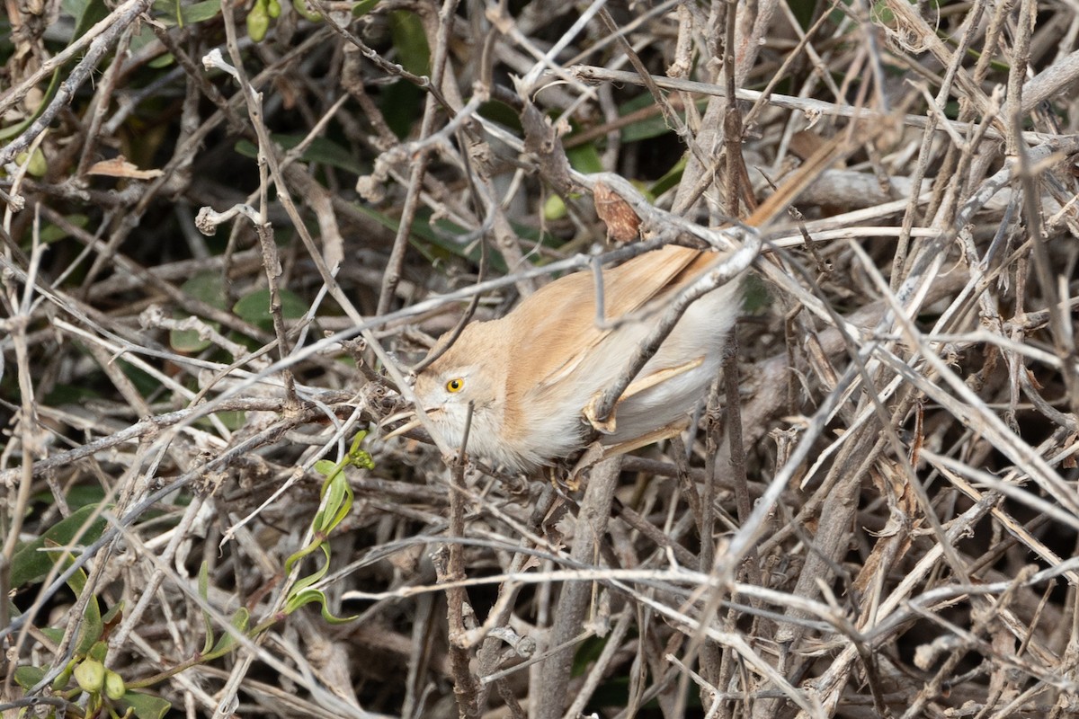 African Desert Warbler - Simone Stefanetti