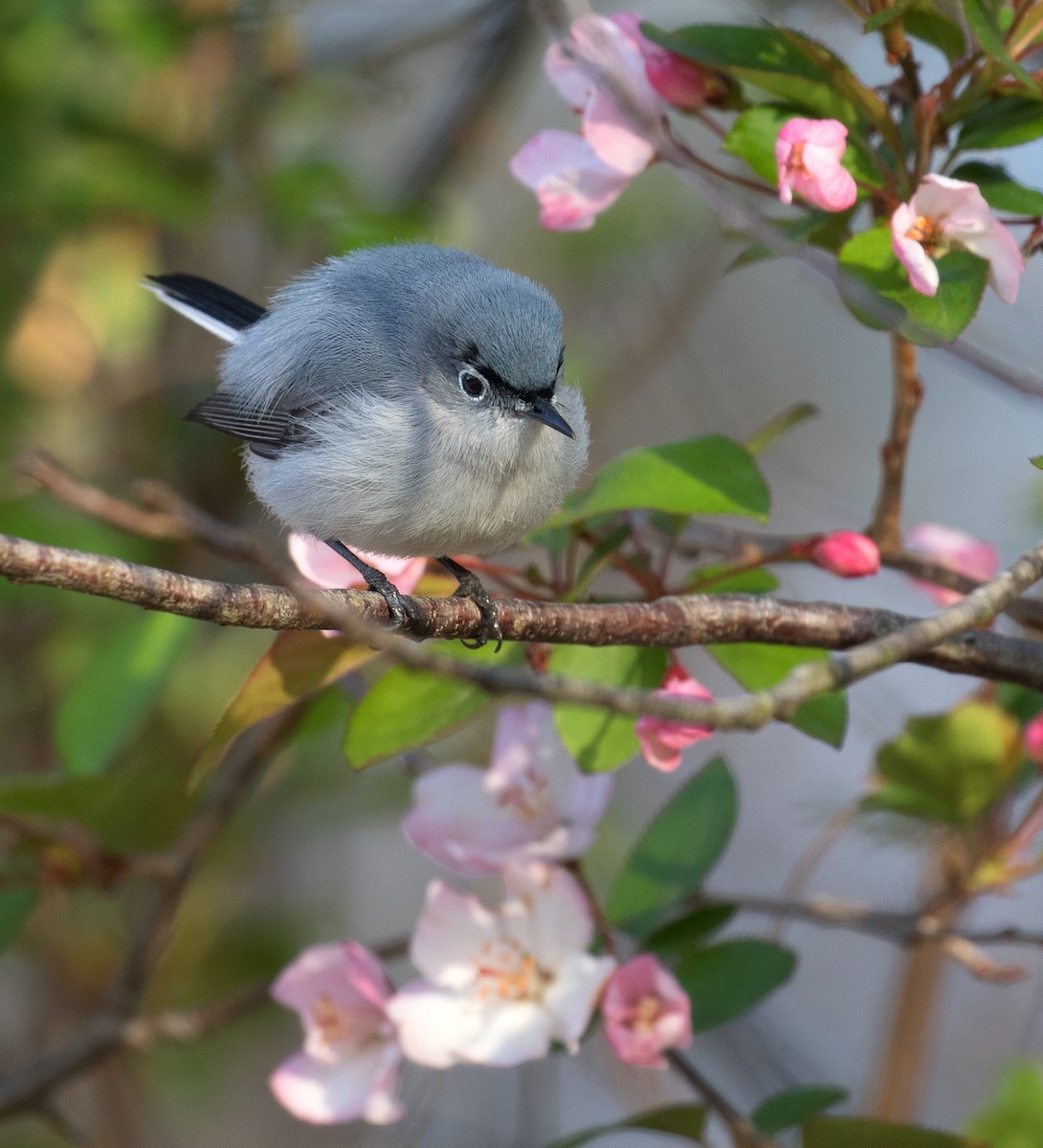 Blue-gray Gnatcatcher - ML617150884