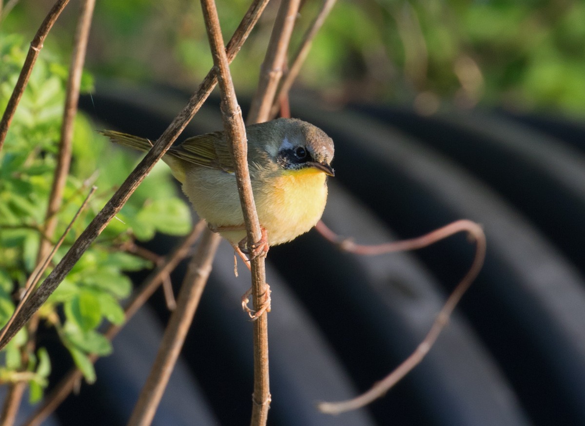 Common Yellowthroat - ML617150913