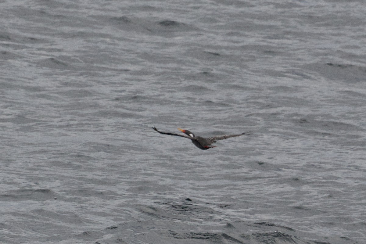 Red-legged Cormorant - ML617150960