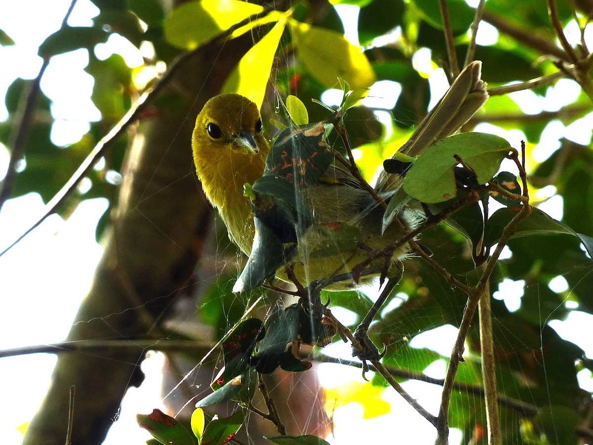 Yellow-headed Warbler - ML617150964