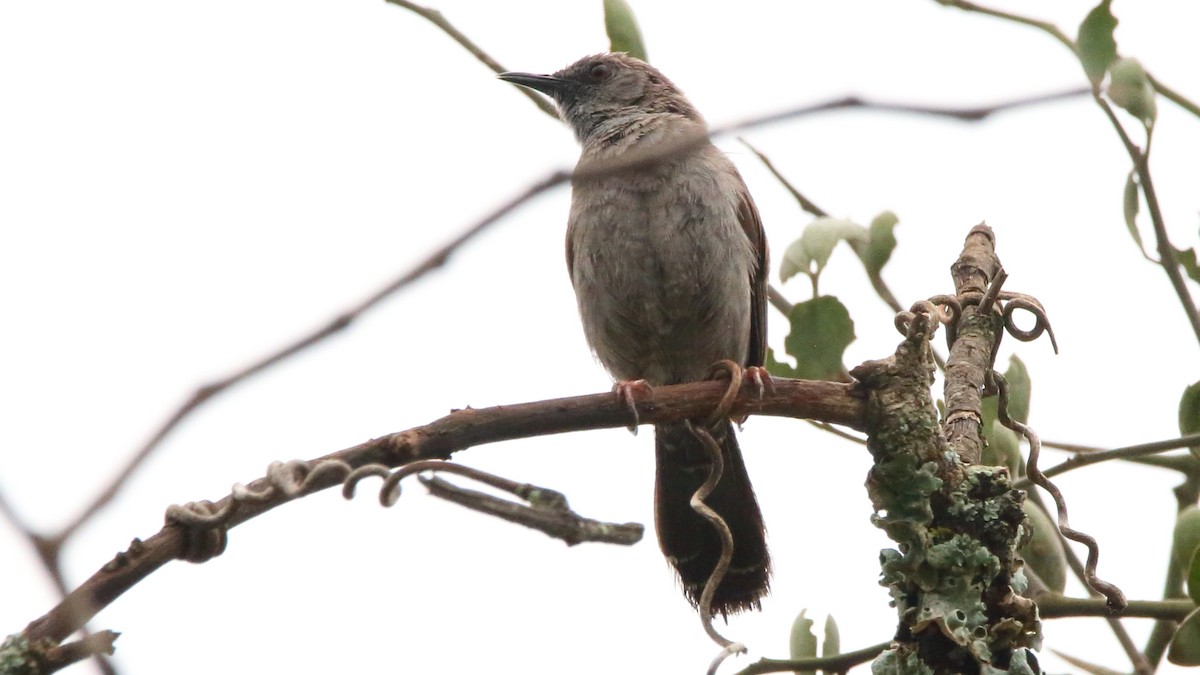 Gray Wren-Warbler - Rick Folkening