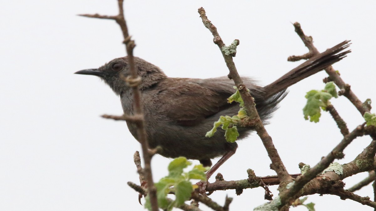 Gray Wren-Warbler - Rick Folkening