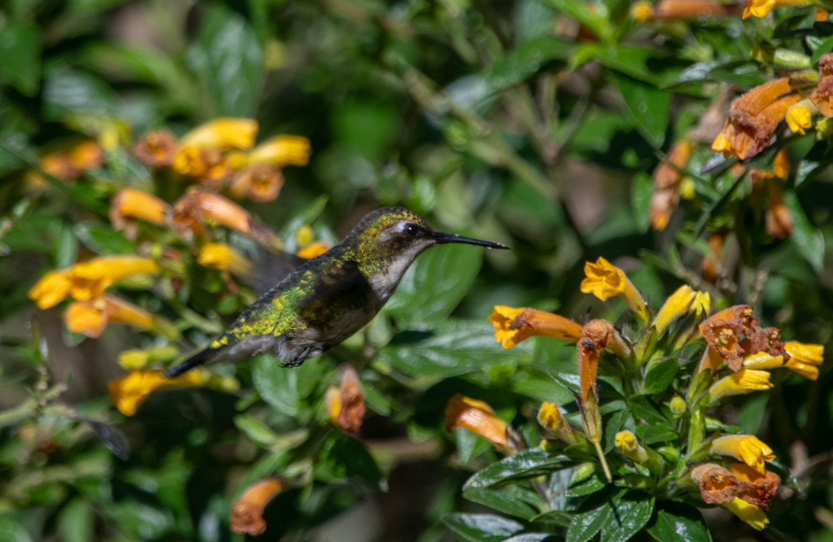 Speckled Hummingbird - ML617151068