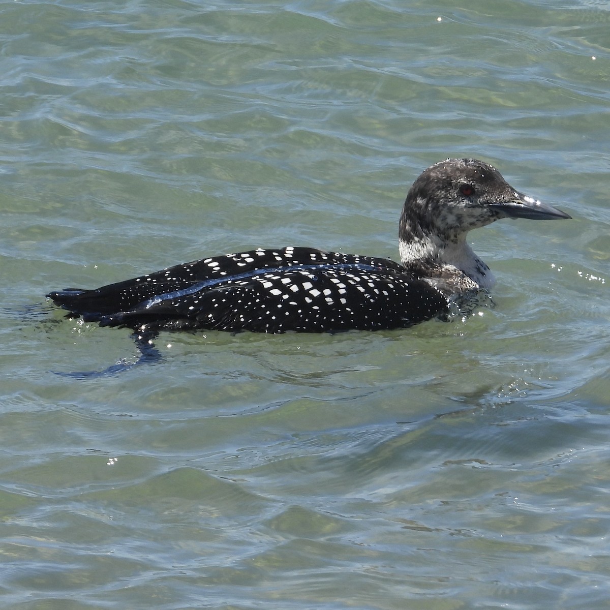 Common Loon - ML617151079