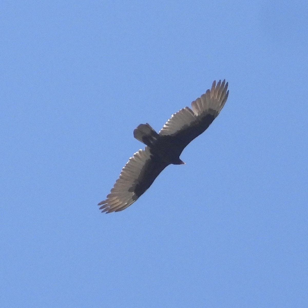 Turkey Vulture - ML617151084