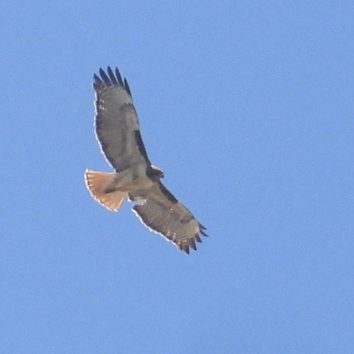 Red-tailed Hawk - ML617151099