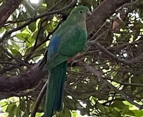 Australian King-Parrot - ML617151109