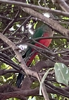 Australian King-Parrot - Bill Scott-Young