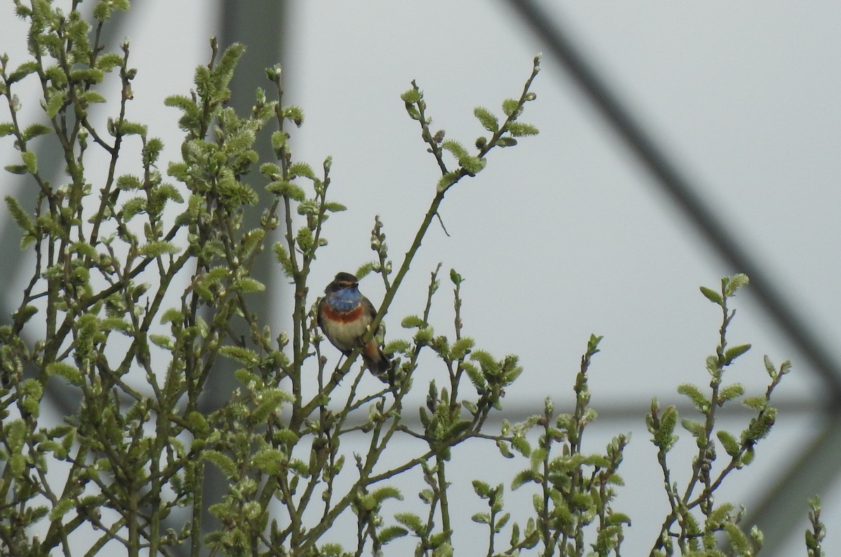 Bluethroat - ML617151122