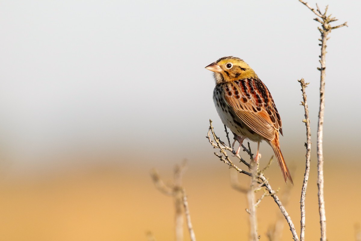 Henslow's Sparrow - ML617151127