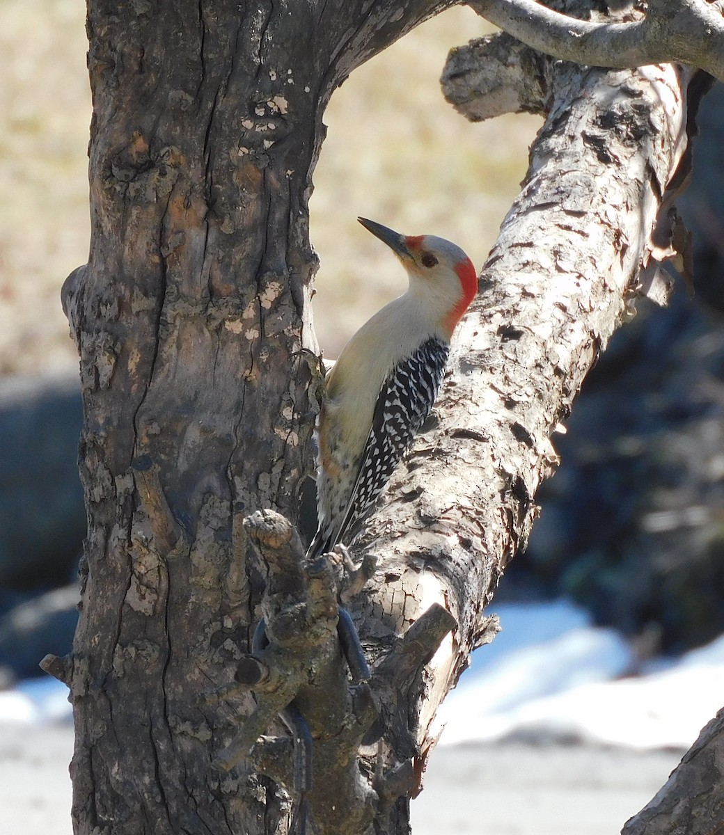 Red-bellied Woodpecker - ML617151136