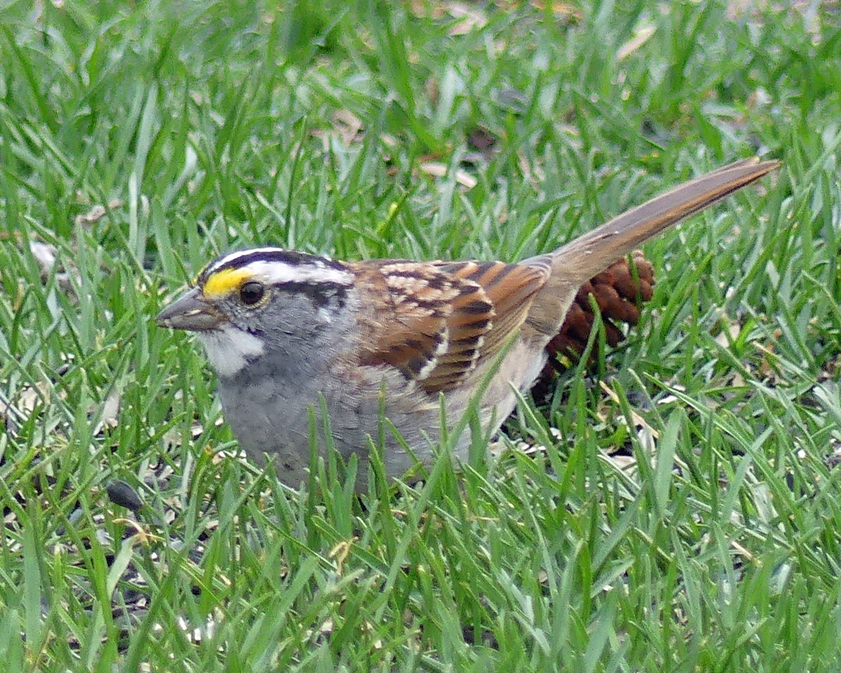 White-throated Sparrow - ML617151160