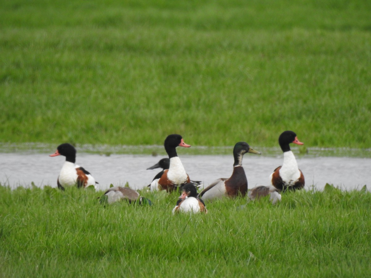 Common Shelduck - ML617151212