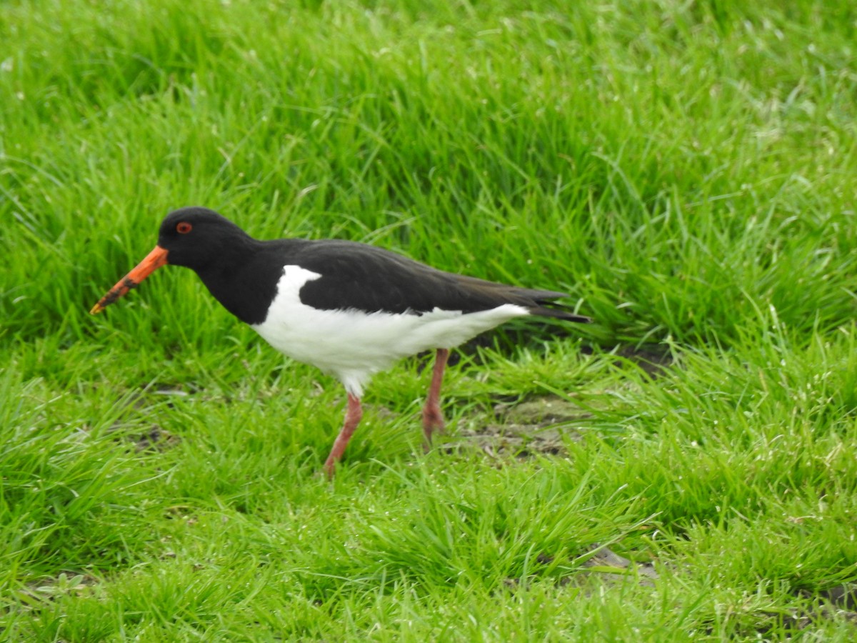 Eurasian Oystercatcher - Cecilia Verkley