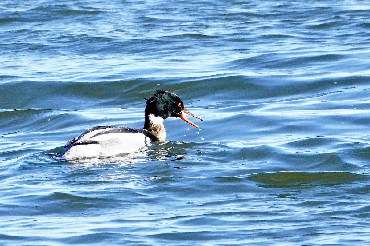 Red-breasted Merganser - ML617151268