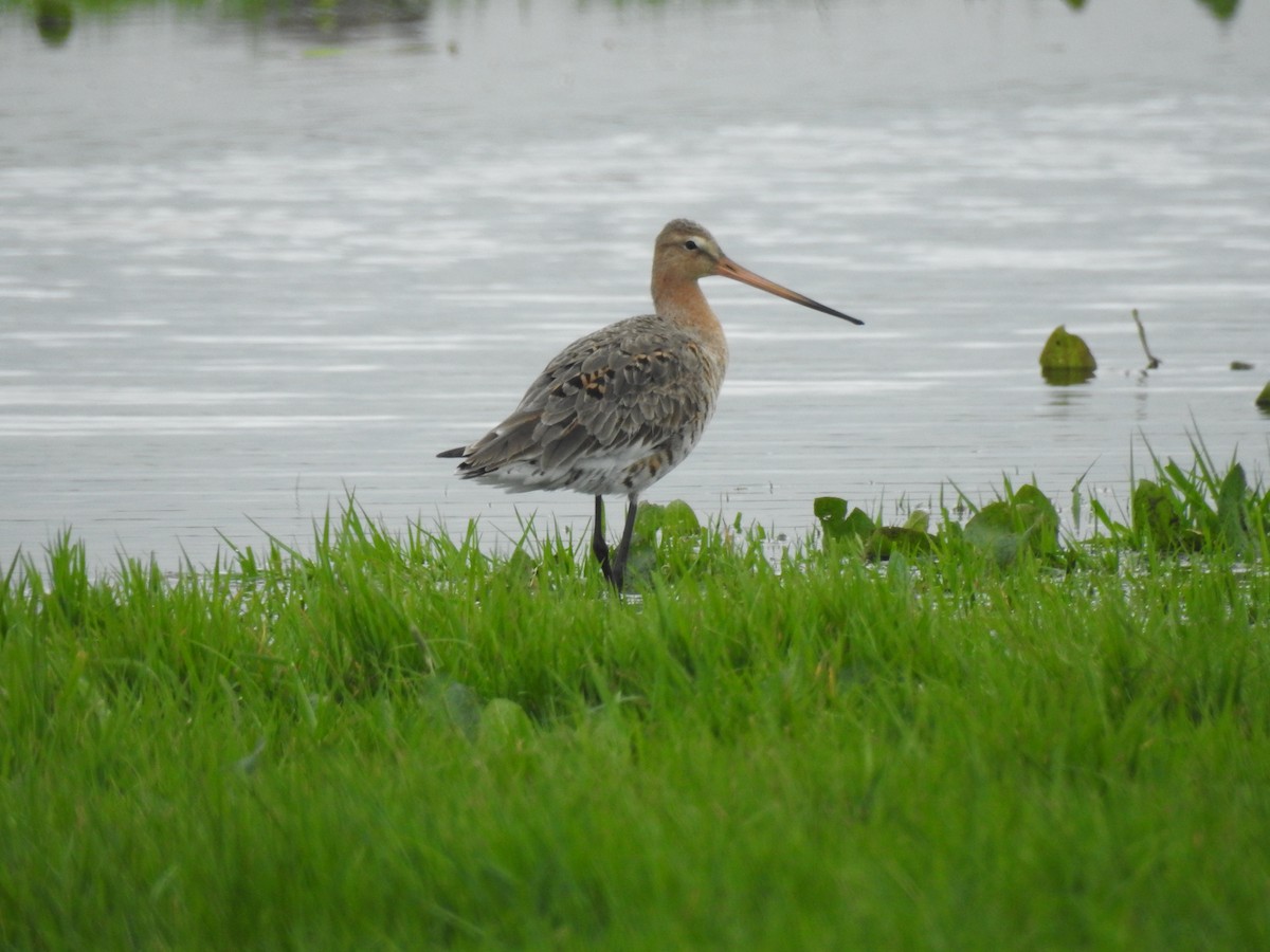 Black-tailed Godwit - ML617151289