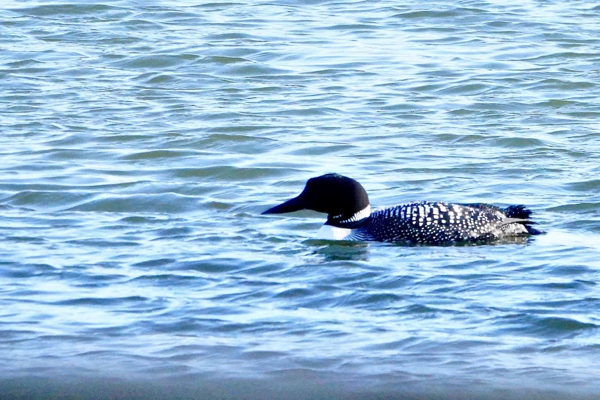 Common Loon - Charlie Roberto