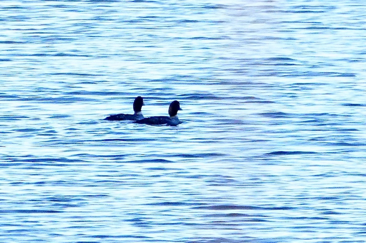 Common Goldeneye - ML617151332