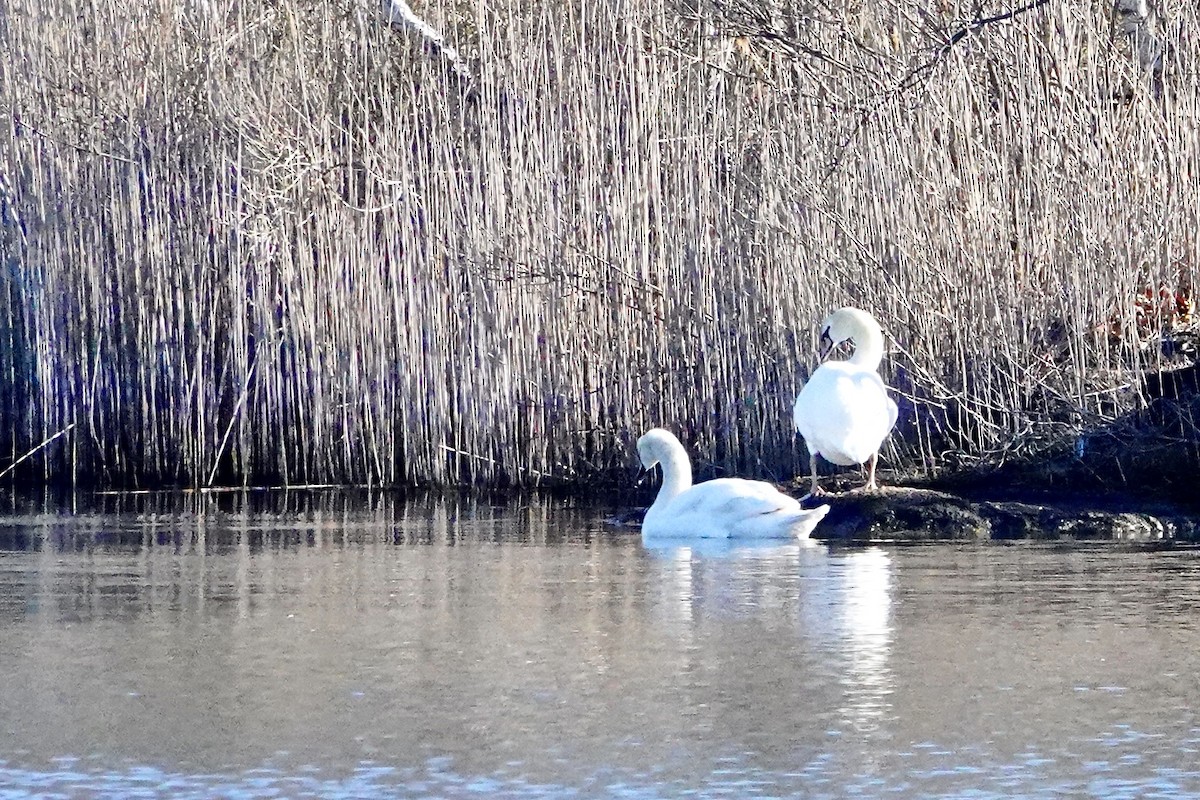 Mute Swan - ML617151362