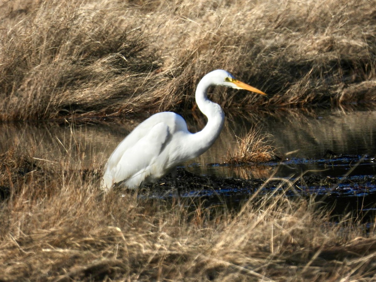 Great Egret - ML617151422