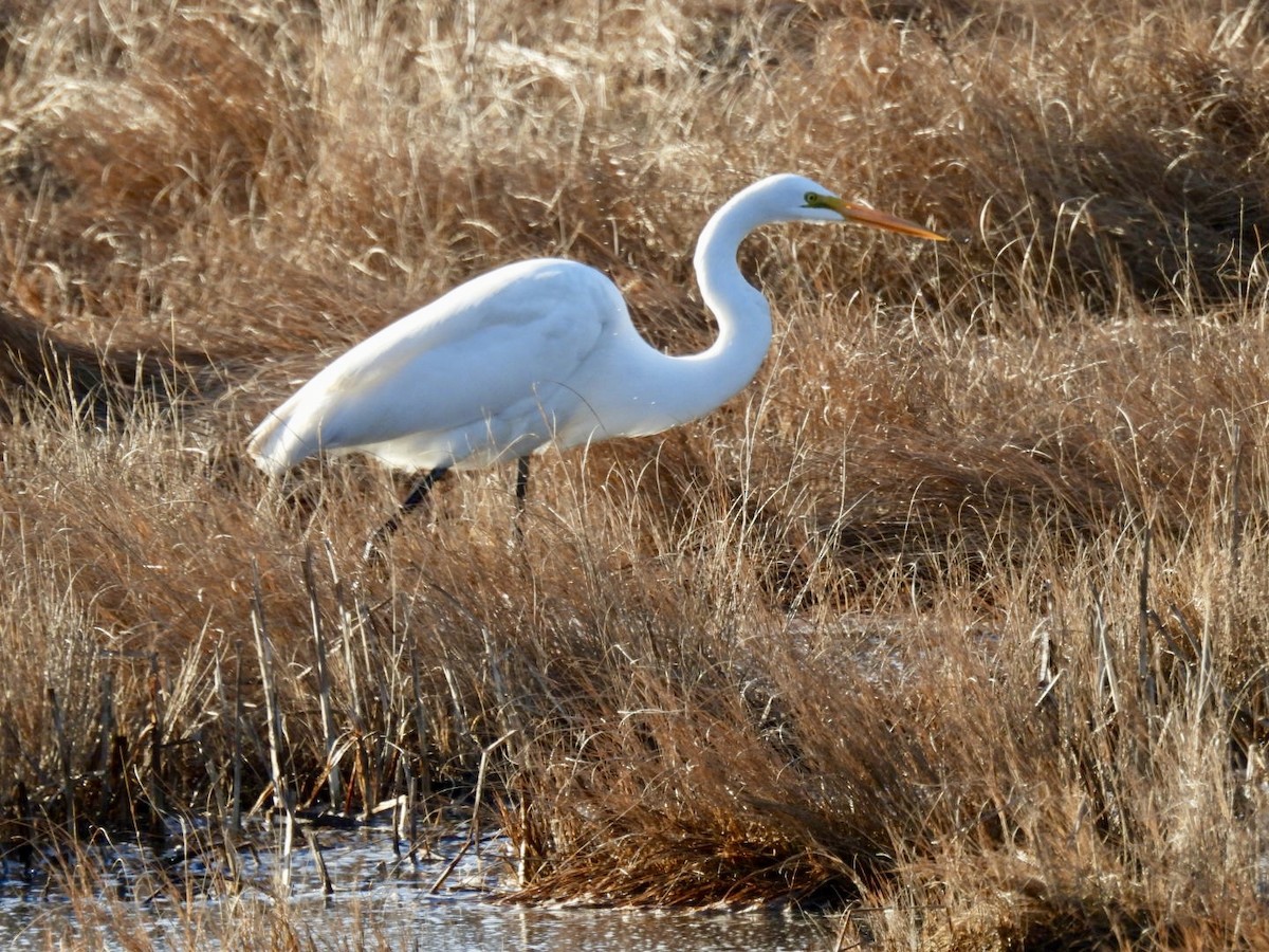 Great Egret - Donna Reis