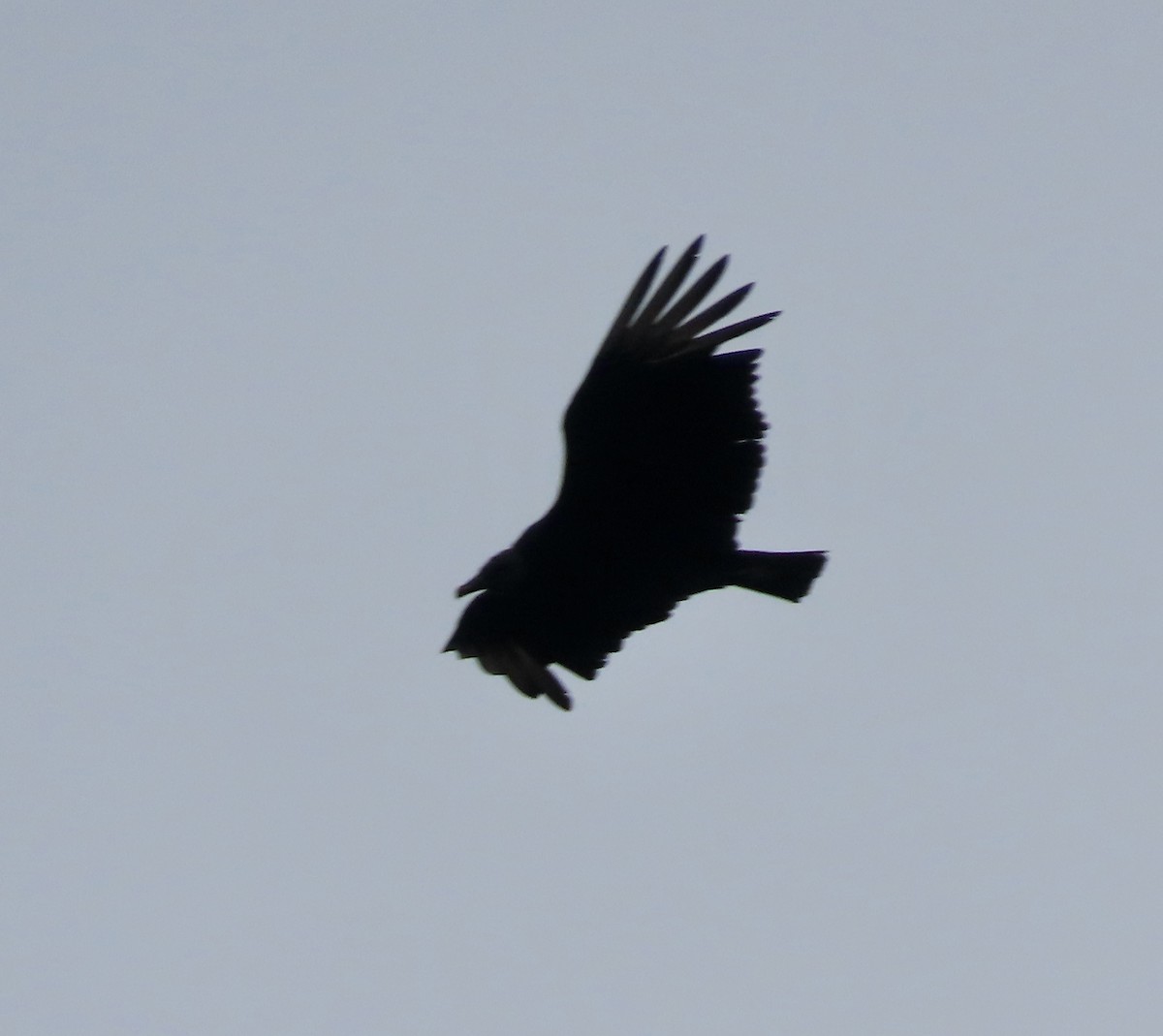 Black Vulture - ML617151434