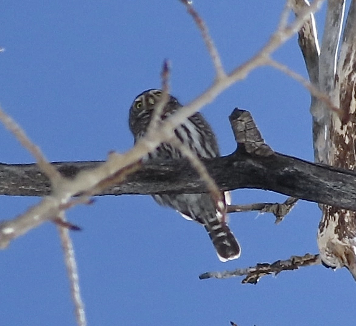 Northern Pygmy-Owl - ML617151441