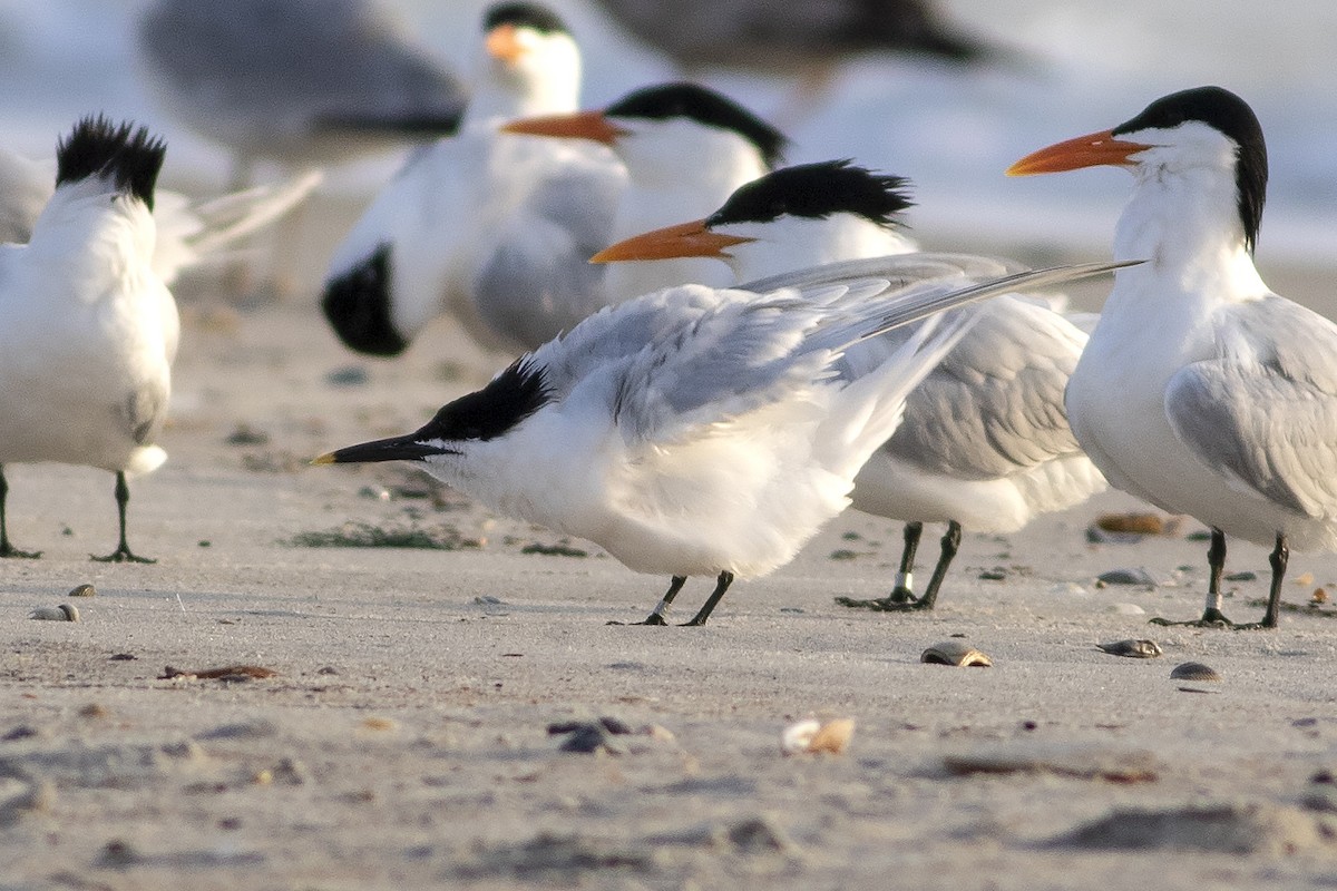 Sandwich Tern - ML617151471