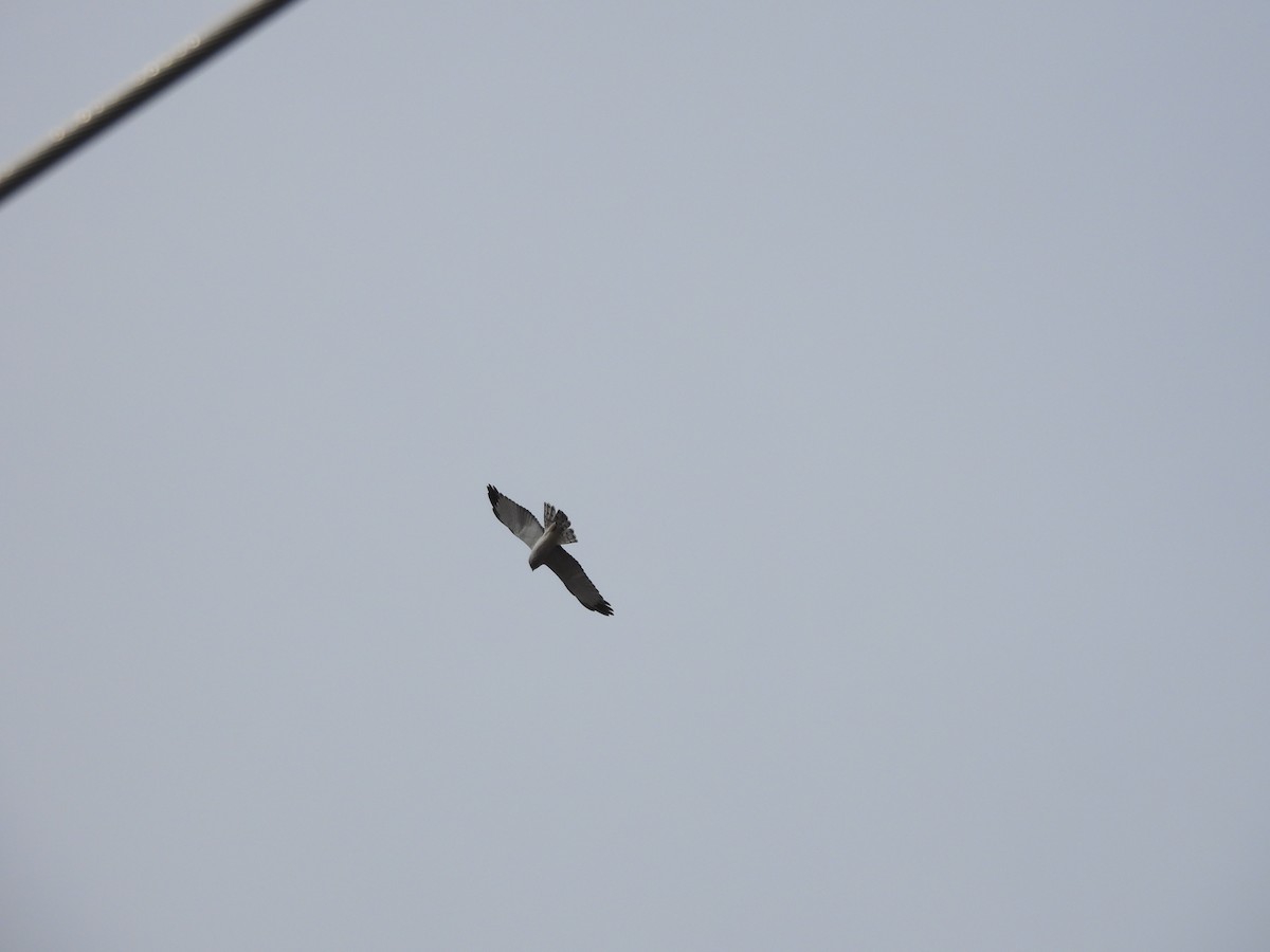 Aguilucho de Hudson - ML617151472