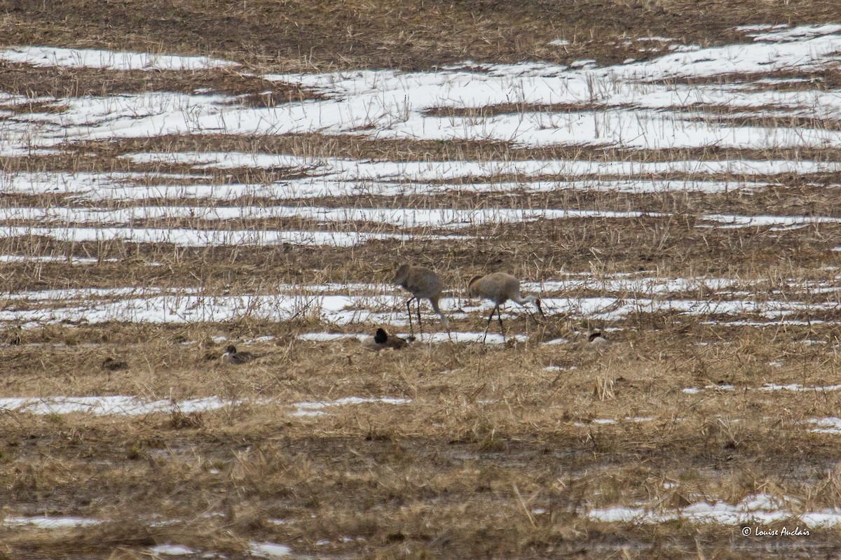 Sandhill Crane - ML617151489