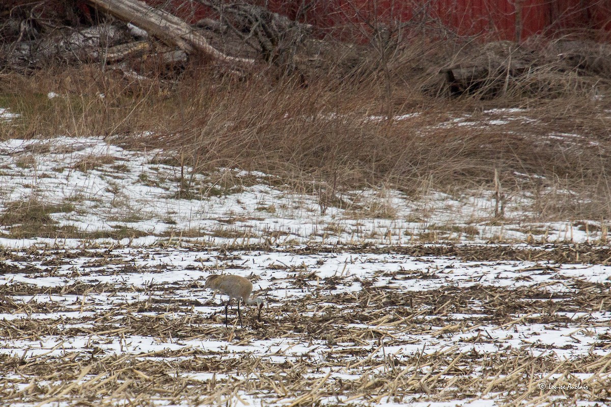 Sandhill Crane - ML617151490