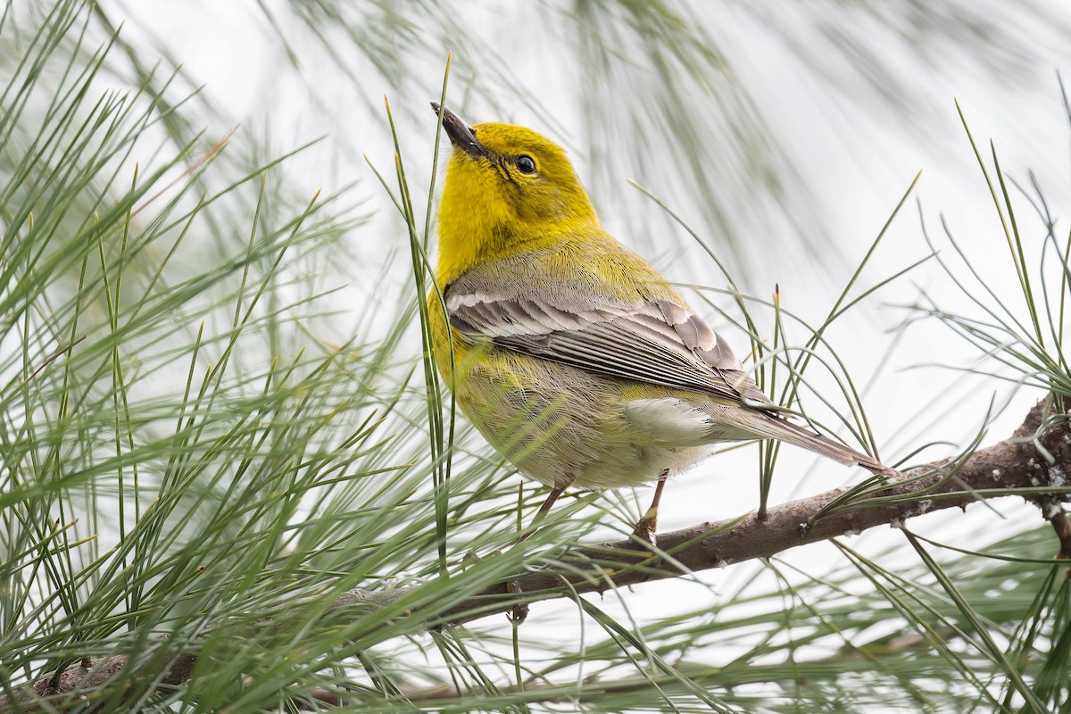 Pine Warbler - Dominic Ricci