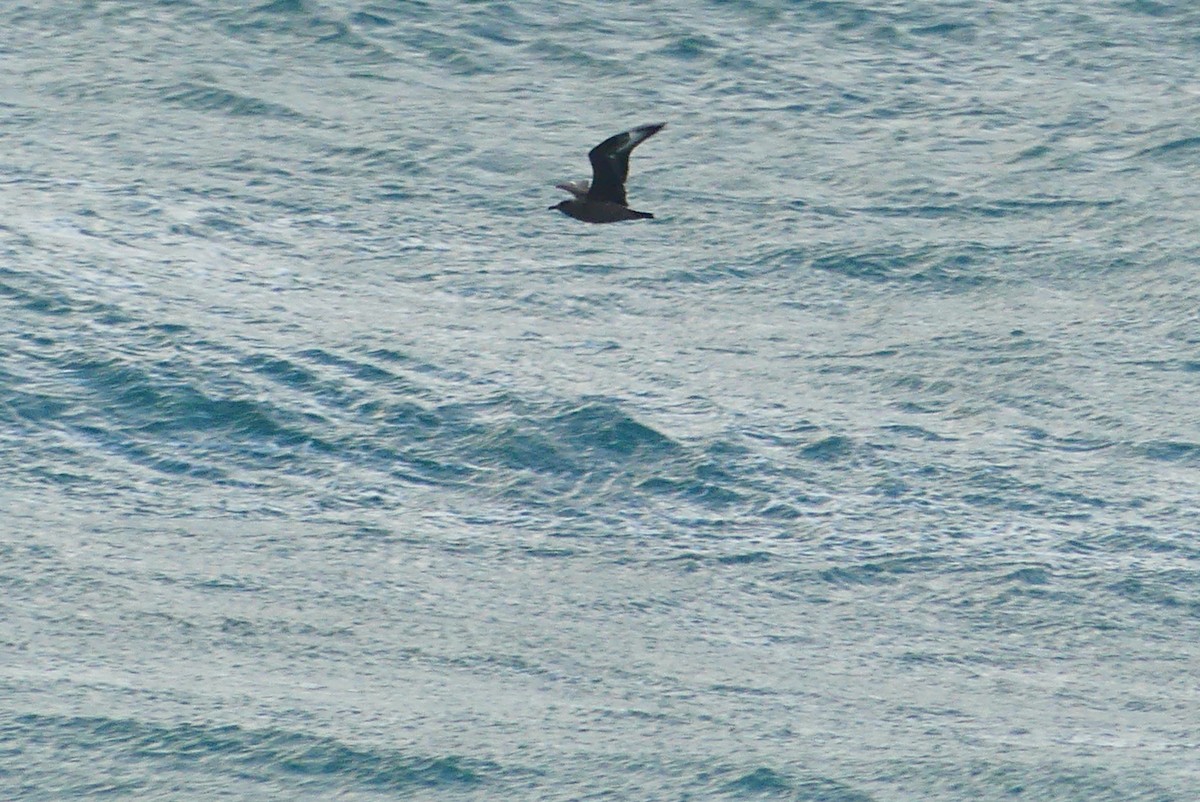 Great Skua - ML617151513