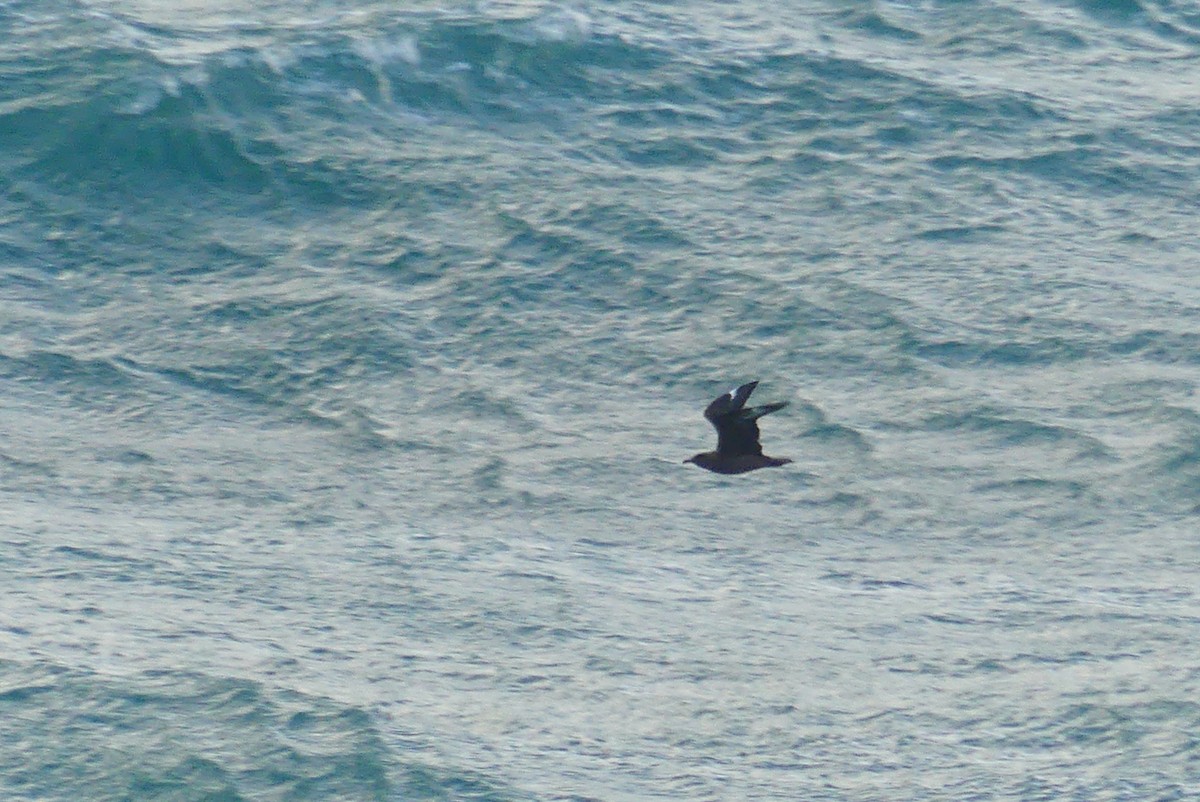 Great Skua - ML617151528