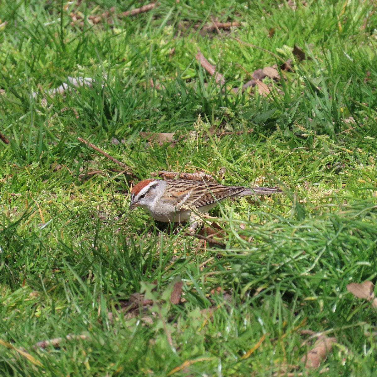 Chipping Sparrow - ML617151538