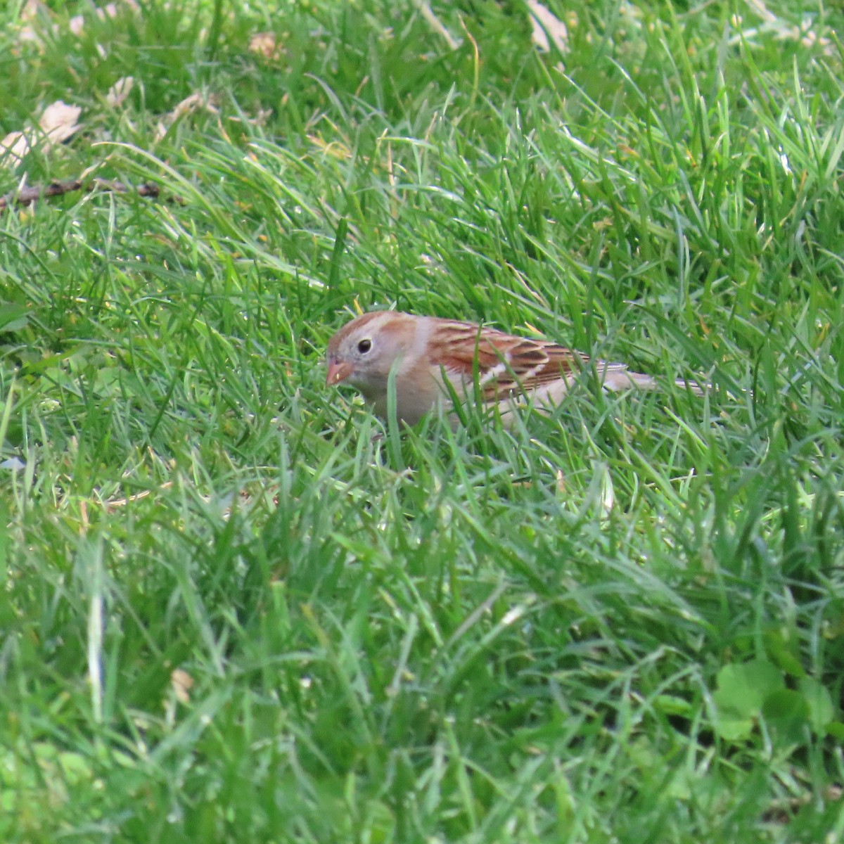 Field Sparrow - ML617151544