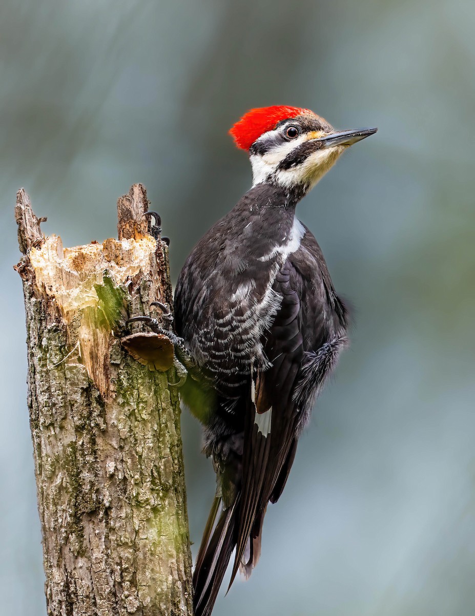Pileated Woodpecker - ML617151548